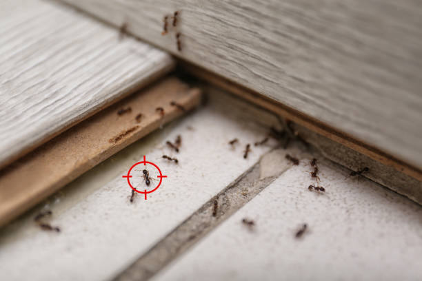 Best Pest Control Treatment  in Long Valley, NJ
